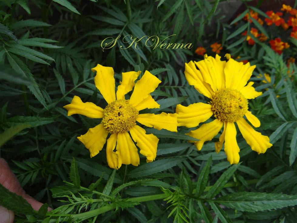  Flowering shoot